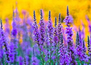 缝合怪《创世理想乡》新预告 宣传无缝大地图